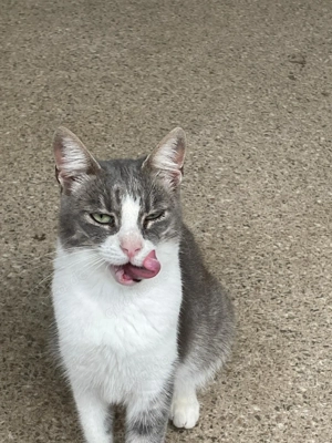 Atena sucht liebevolles Zuhause Bild 3