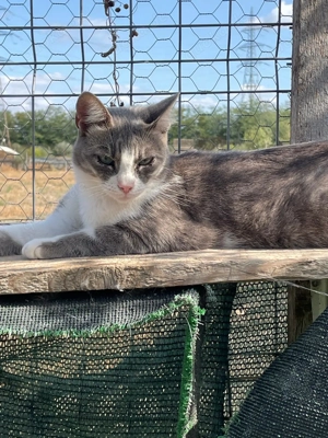 Atena sucht liebevolles Zuhause Bild 2