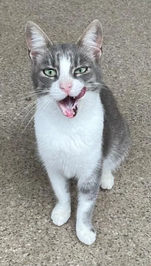 Atena sucht liebevolles Zuhause