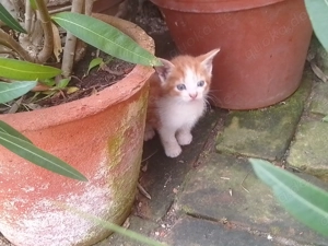 Süßes Kätzchen in liebevolle Hände abzugeben!
