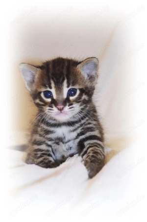 Bengal f1 Kitten