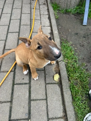 Miniatur Bullterrier Welpen zu Verkauf