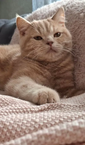 BKH Deckkater Creme ( Blutgruppe B )