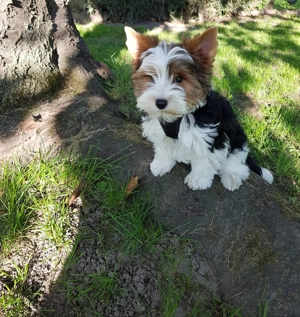 Yorkshire Terrier Biewer