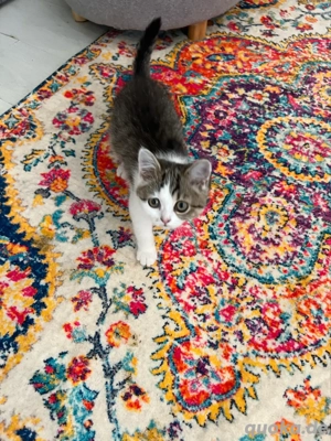 BKH-Perser Exotic Kitten  2X geimpft mehrfach entwurmt mit Starter Paket 