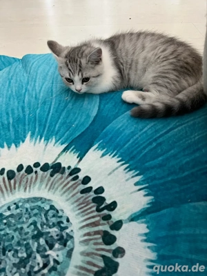 BKH-Perser Exotic Kitten 12 Wochen geimpft mehrfach entwurmt mit Starter Paket 