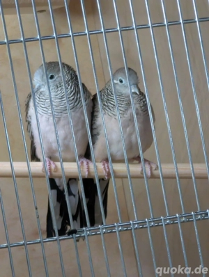 Friedenstäubchen 0.2