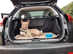 Lucky   junger Rüde ,der noch die Welt entdecken möchte  Bild 9