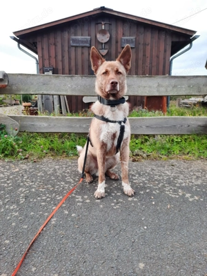 Lucky   junger Rüde ,der noch die Welt entdecken möchte  Bild 10