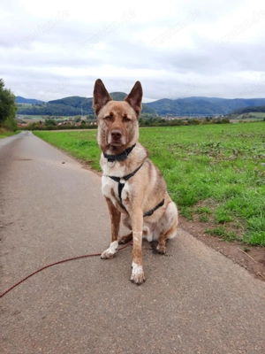 Lucky   junger Rüde ,der noch die Welt entdecken möchte 