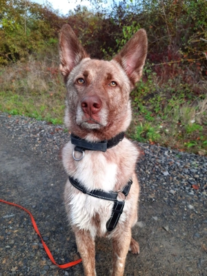 Lucky   junger Rüde ,der noch die Welt entdecken möchte  Bild 3