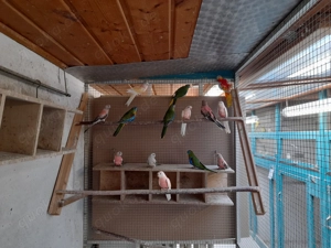 Junge Bourkesittiche  in verschiedenen Farben abzugeben