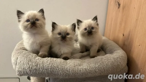 Birma Kitten ab Ende November abzugeben