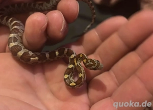 Kornnatter NZ ' 2025