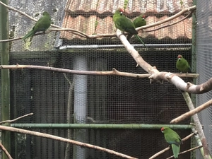 Gebe vier grüne Ziegensittiche ab