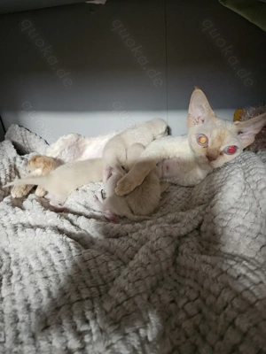 Devon Rex   Cornisch Rex Kitten  Bild 2