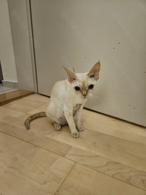 Devon Rex   Cornisch Rex Kitten  Bild 4