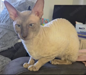 Devon Rex   Cornisch Rex Kitten  Bild 5