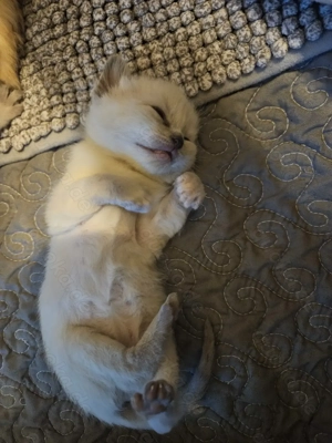 Devon Rex   Cornisch Rex Kitten  Bild 3