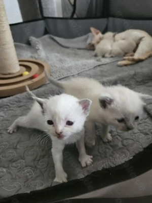 Devon Rex   Cornisch Rex Kitten  Bild 7