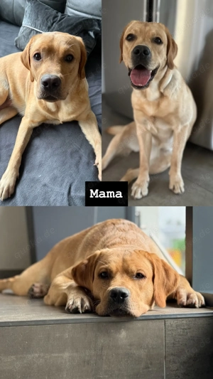 Wunderschöne schwarze Labrador Welpen liebevolle Aufzucht, top Abstammung & sanftes Wesen Bild 9