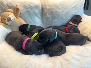 Wunderschöne schwarze Labrador Welpen liebevolle Aufzucht, top Abstammung & sanftes Wesen Bild 4
