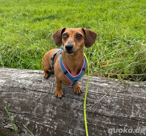 Liebe Dackelhündin dringend abzugeben Bild 2