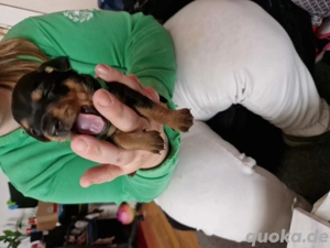 Rehpinscher ( Zwergpinscher)welpen sind am 20.09 geben