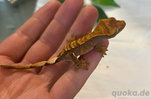 Kronengecko, Rhacodactylus ciliatus, 0.0.1