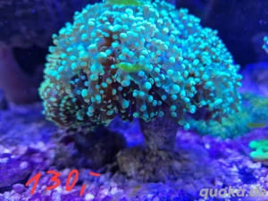 Meerwasseraquaristik