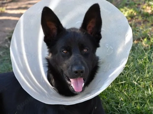 Arlo sucht sein Zuhause (noch auf Sardinien)