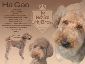 Deckrüde Großpudel für Pudel und Doodle in apricot mit ZTP