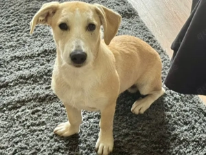 Adriano sucht sein Zuhause