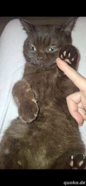 Ein Herz auf Vier Beinen 