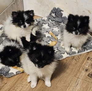 Pomeranian   Zwergspitz black&tan