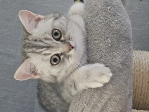 BKH Kätzchen in liebevolle Hände abzugeben 