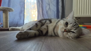 Deckkater BKH Black Silver Classic Teddy