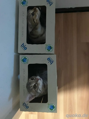 Zwei süße Kater suchen neues Zuhause