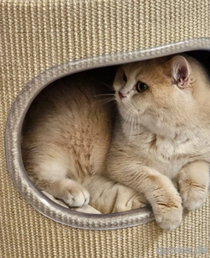 Bkh Deckkater golden blue shell mit Stammbaum Bild 2