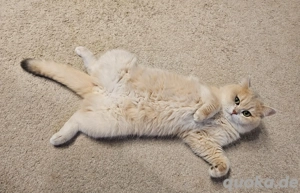 Bkh Deckkater golden blue shell mit Stammbaum Bild 4