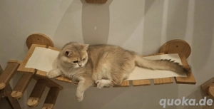 Bkh Deckkater golden blue shell mit Stammbaum Bild 3