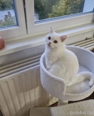 Britisch kurzhaar reinweiss 