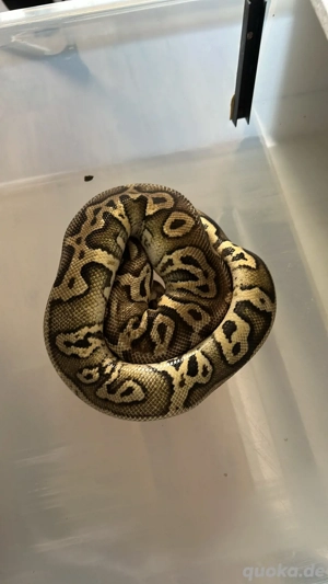 1.0 Leo Superpastel YB Het Clown