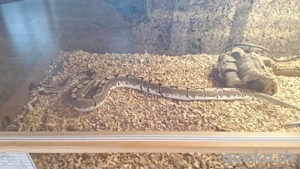 Königspython Spider 0.1