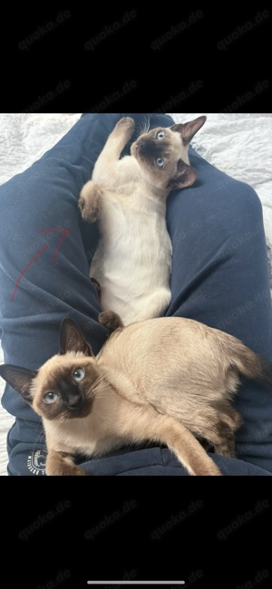 reinrassiger Siam Junge