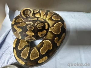 0.1 YB GenX het Pied Dh DG 