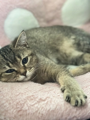 British Kurzhaar Kitten zu verkaufen 