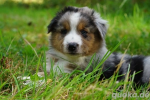 kinder lieber Australien Shepard Welpe sucht seine Familie 