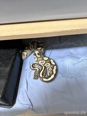 1.0 Phantom Fire het Clown