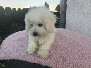 Maltipoo Welpen F1
